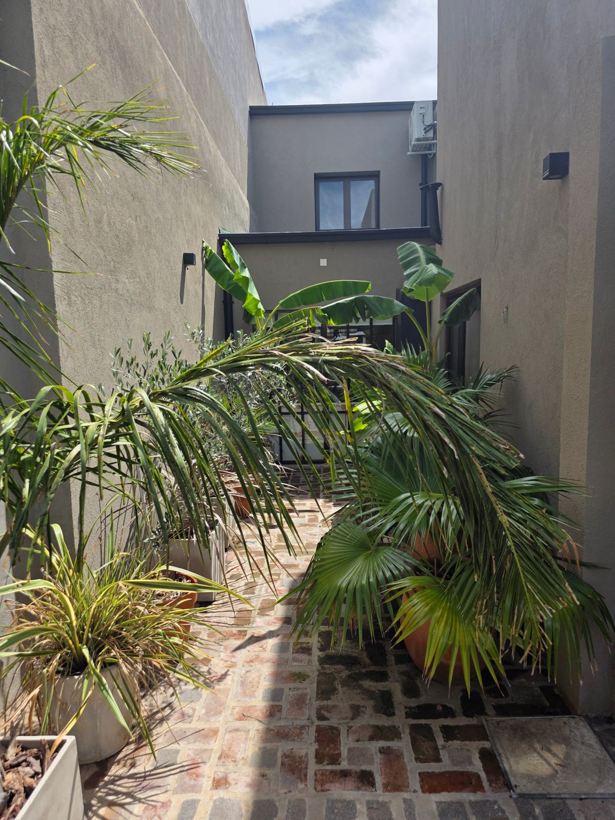 Patio de ladrillo con palmeras y plantas en macetas